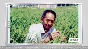 海南卫视爆料视频大全集,揭秘热点事件背后的真相  第3张